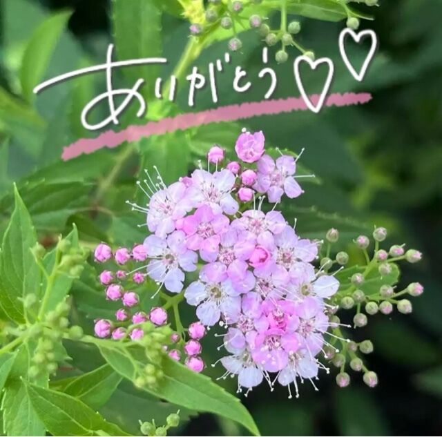 お礼です