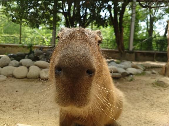 ことりん日記