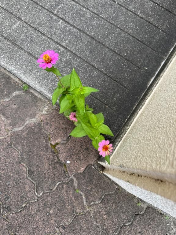 おはようございます♪