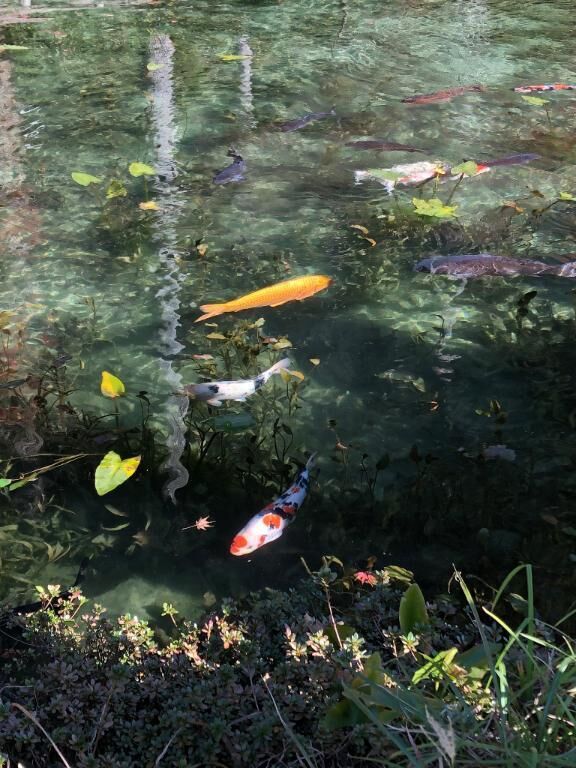 モネの池