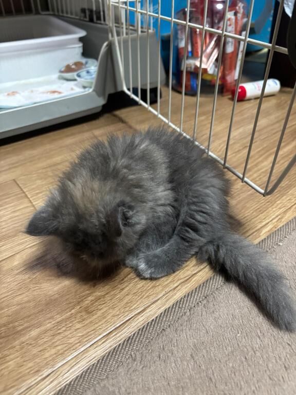 猫ちゃん