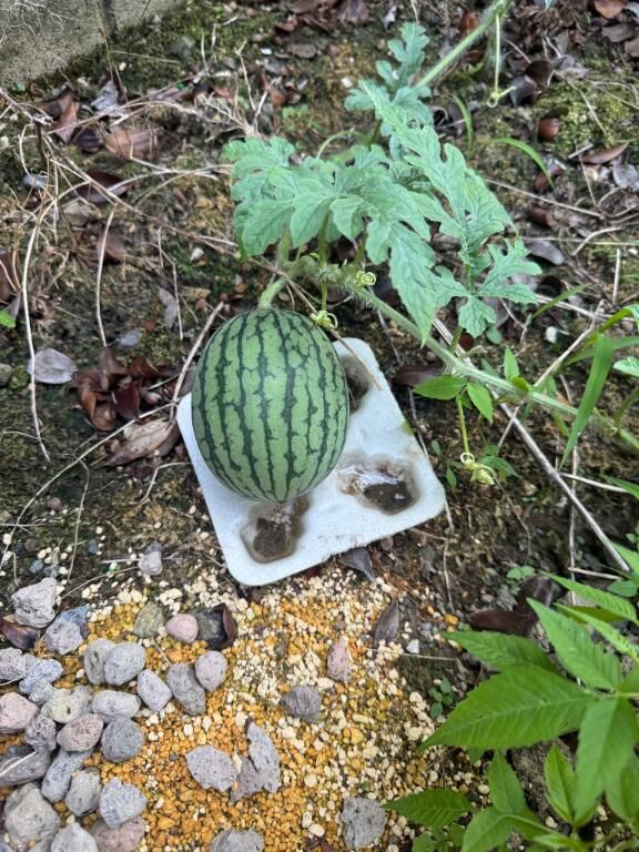 育ってます