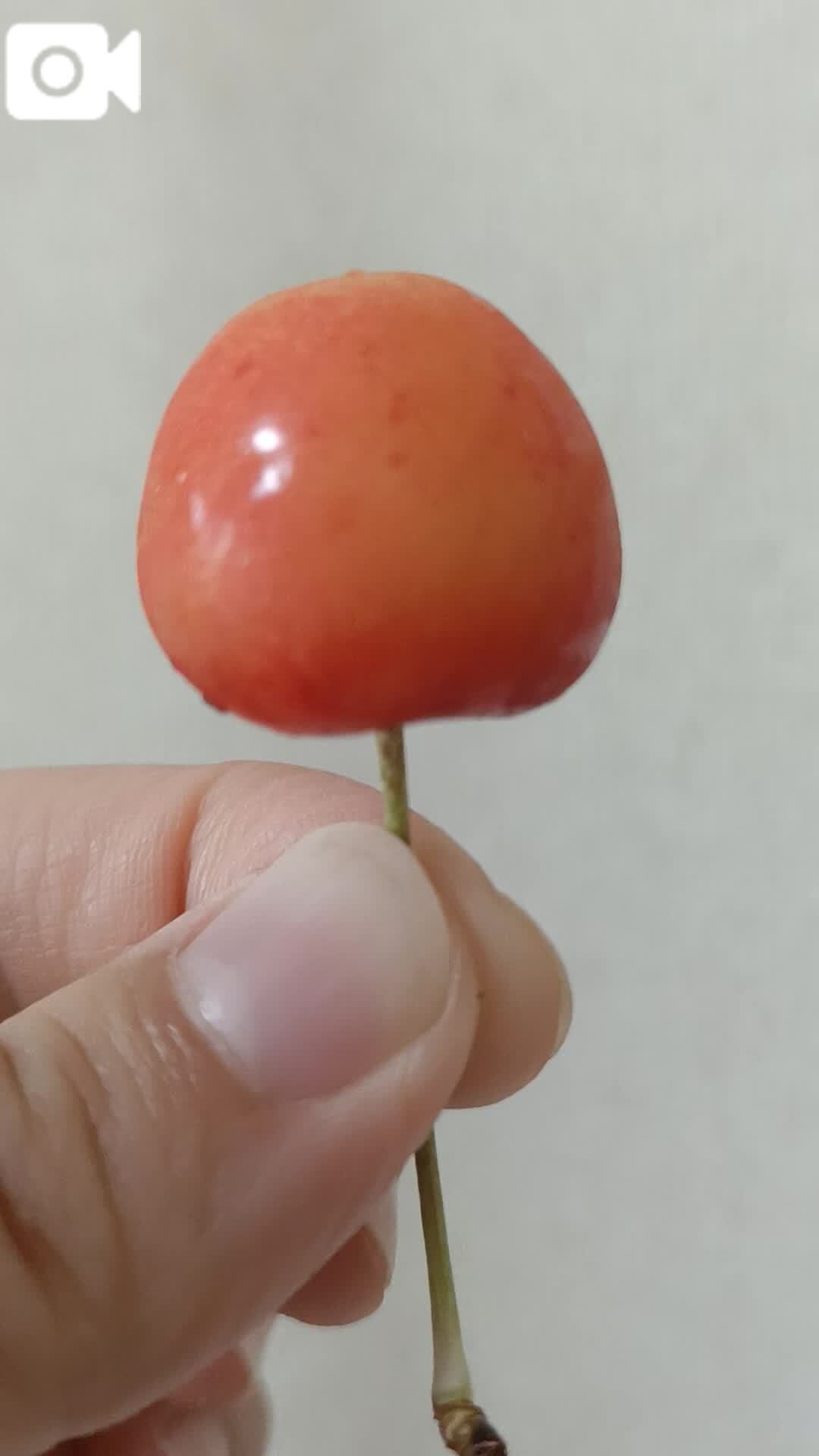 ◯◯◯さくらんぼ&#127826;