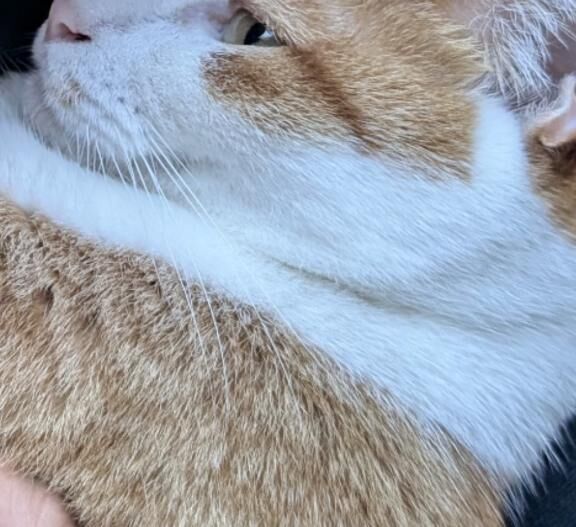 たなばた
