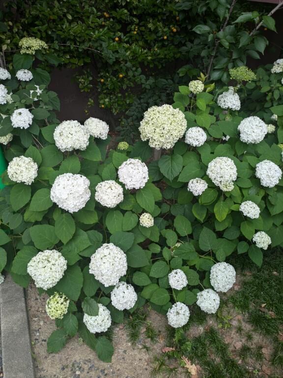 紫陽花