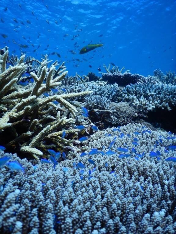 &#128142;&#127909;&#10024;ニモになった気分&#128032;&#10024;