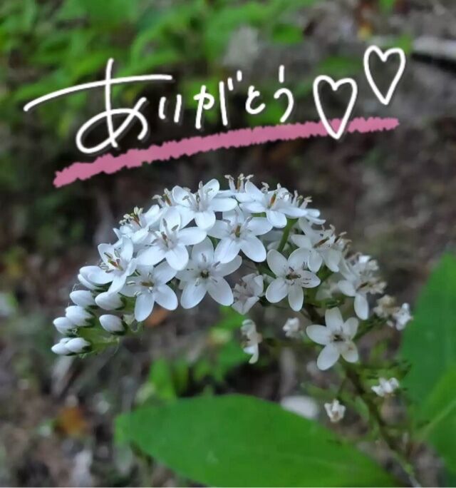 お礼です