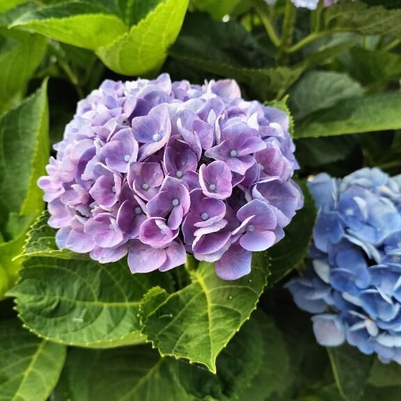 梅雨明けてるのに