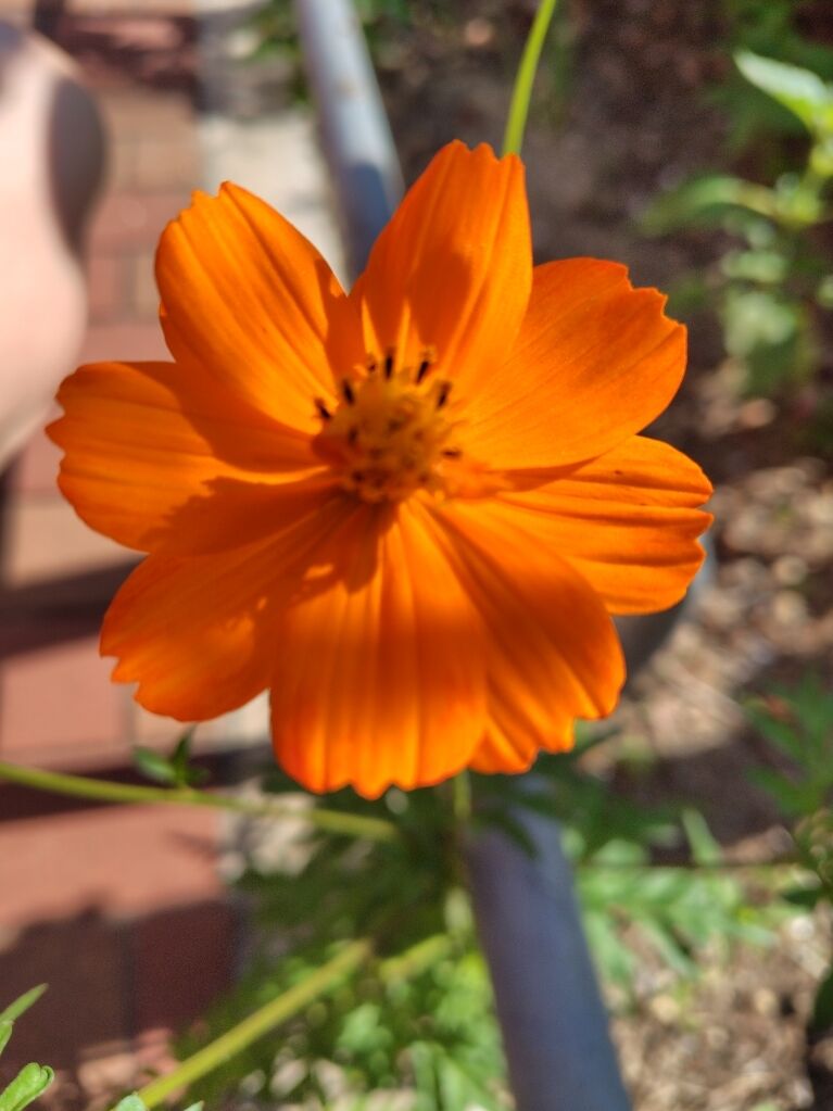 今日もよろしくおねがいします