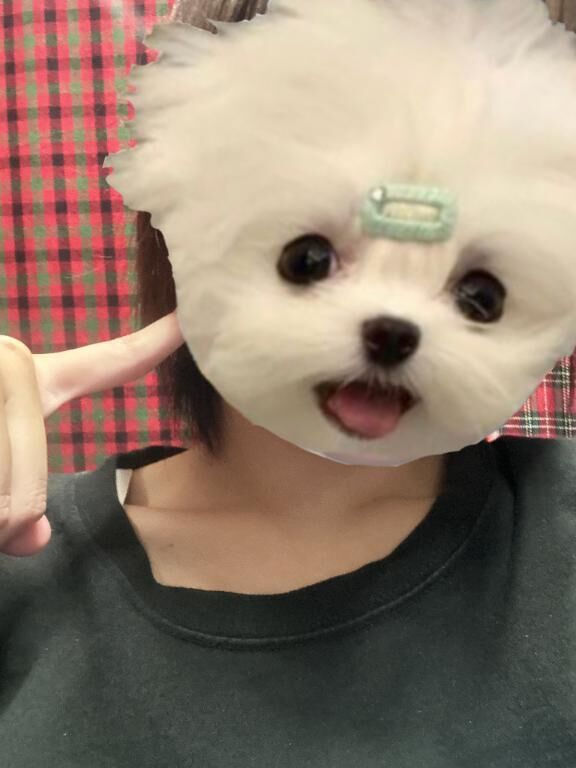 あいす！
