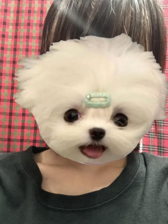 映画！
