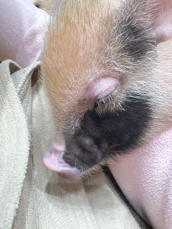 &#128055;&#128061;&#128149;