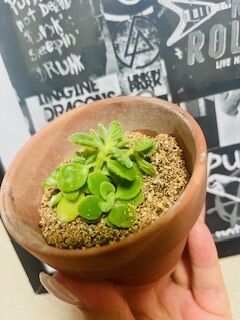 おやすみなさい