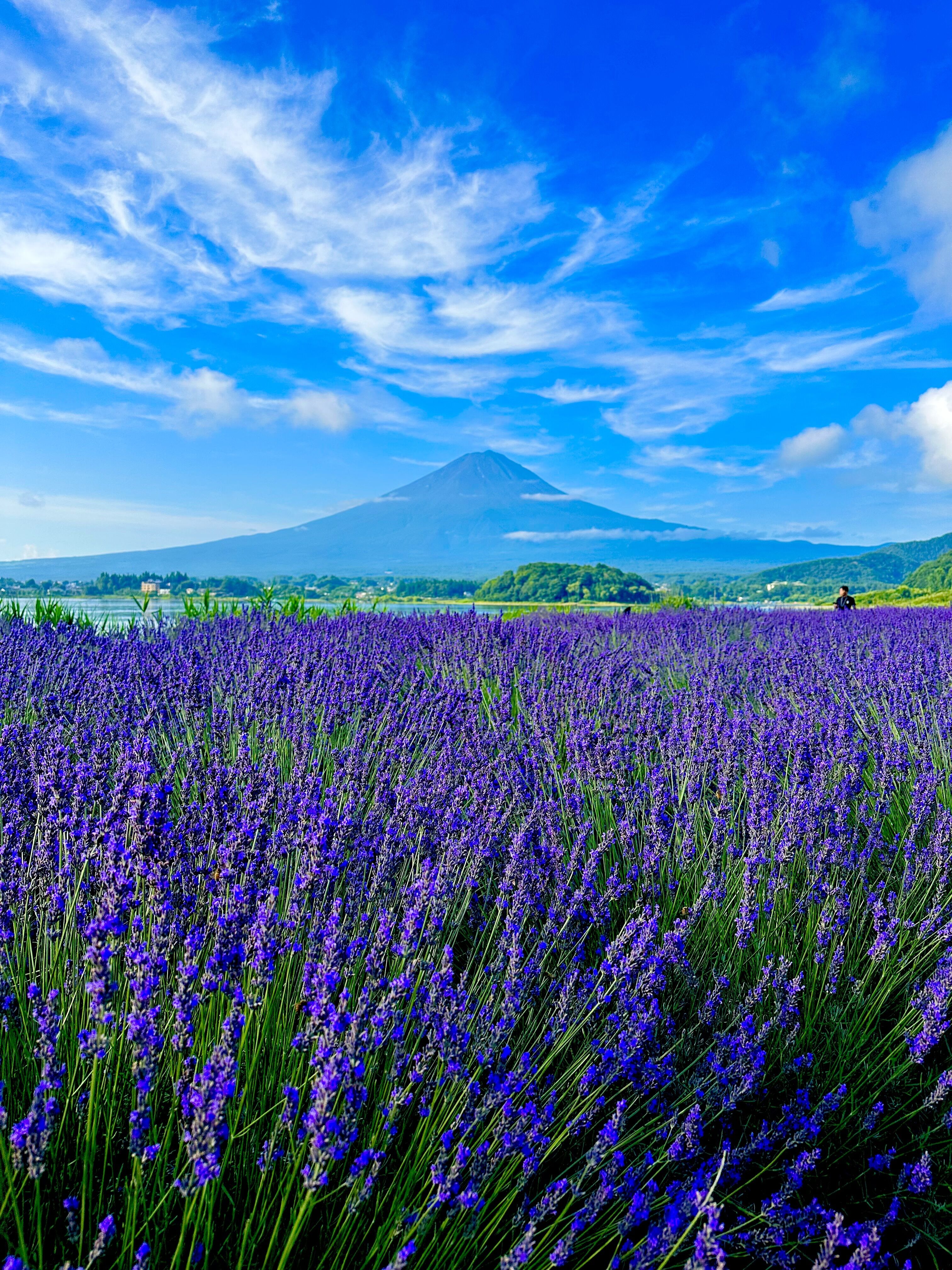 富士山とラベンダー&#129723;&#128507;