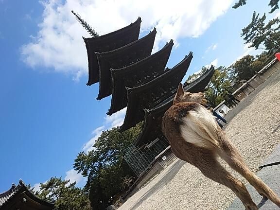 ことりん日記