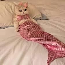 こんにちは