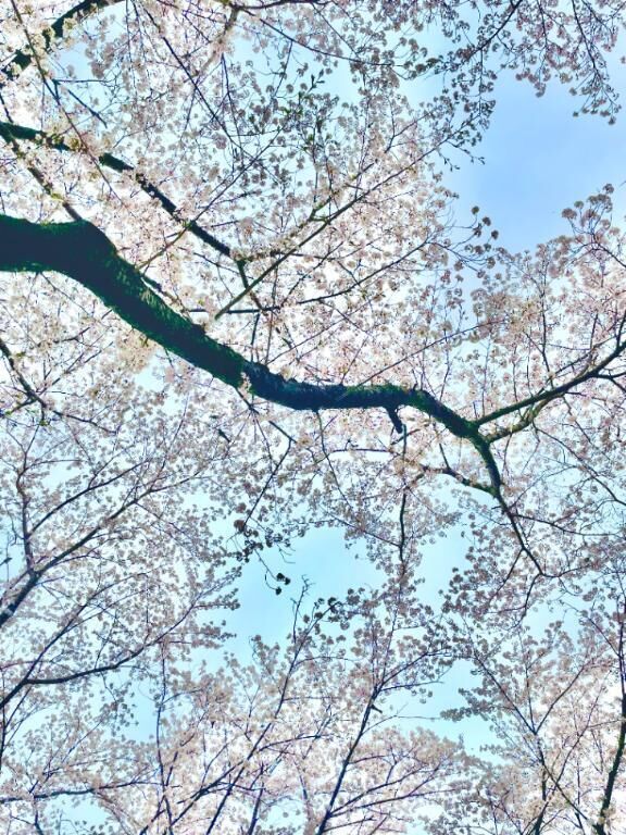 連休です