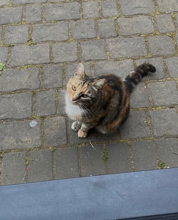 &#128062;お昼休みに猫発見&#128161;