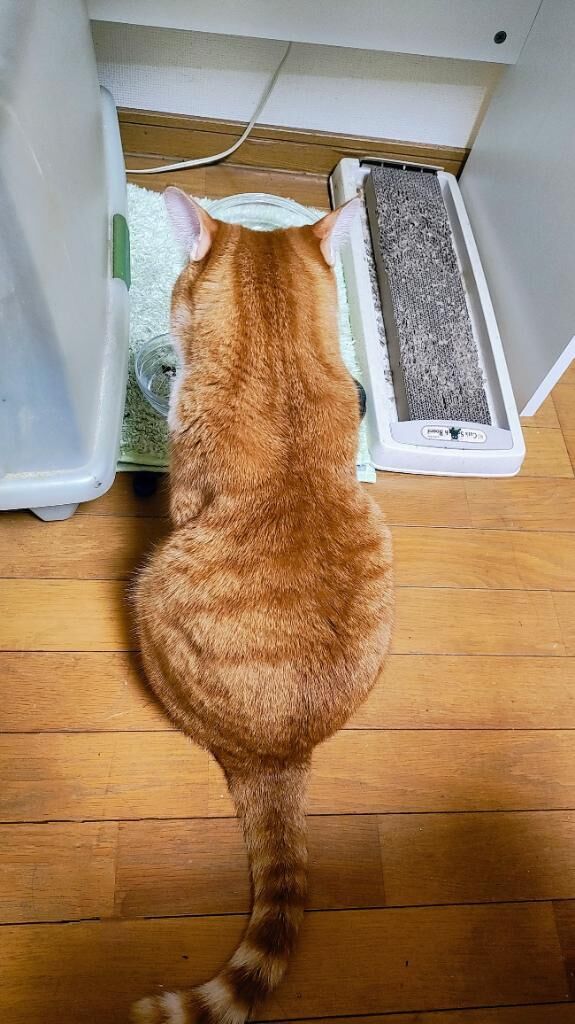 雨漏りにも風にも負けず(笑)