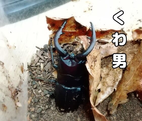 7/15お礼日記(*・ω・)*_ _)ヘ゜コリ