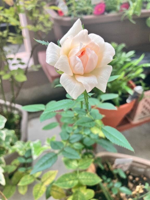 おはようございます。
