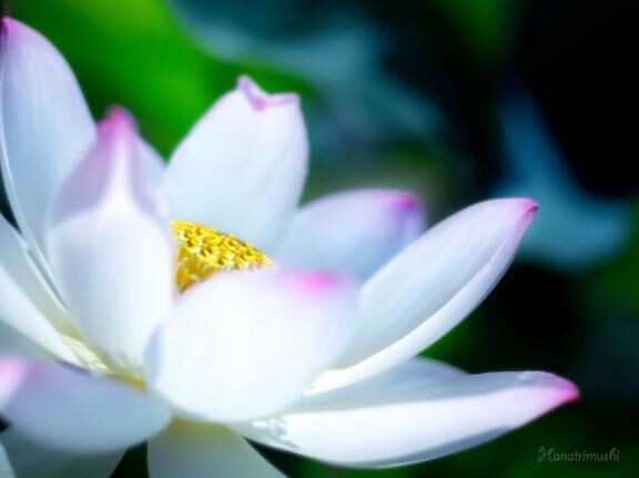 花花　Ｉ様&#128147;