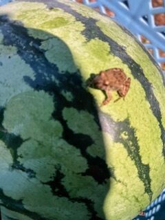 カエルとスイカ