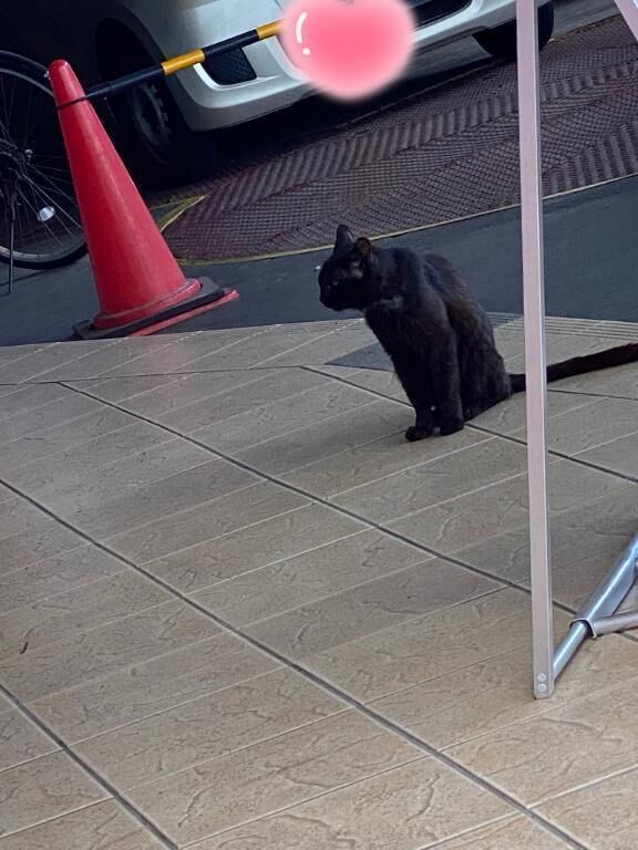 今日のにゃんこ&#128049;