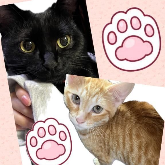 かわいこちゃん