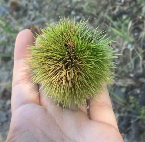 &#127792;みつけた