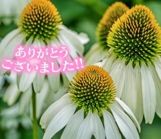 再会のS様にお礼です♪