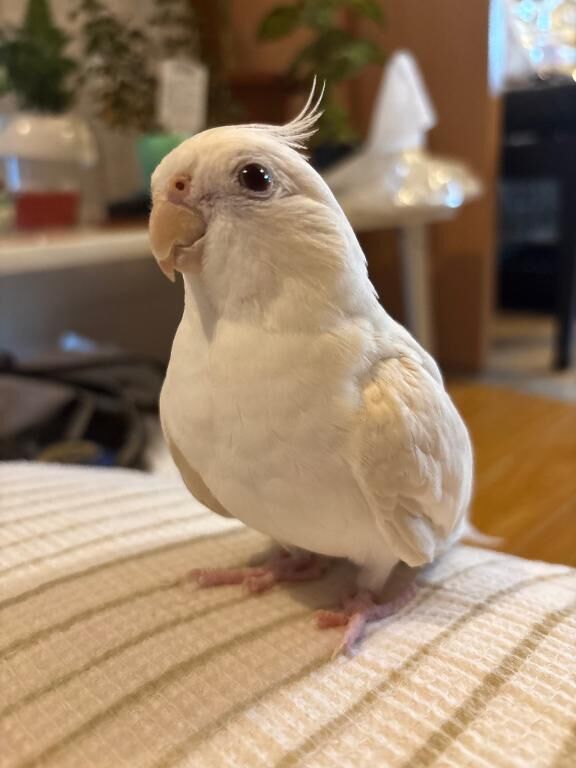 可愛