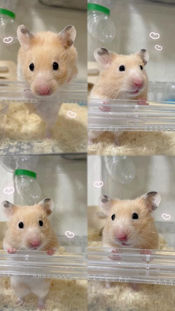 &#128057;&#129655;