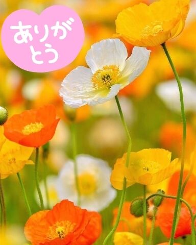 ありがとうございました