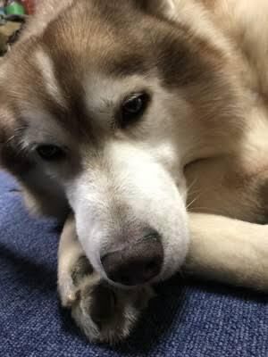 おやすみなさい