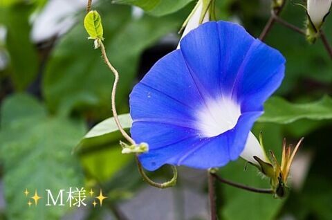 お礼状