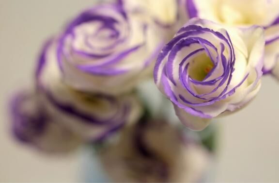花花　Ａ様