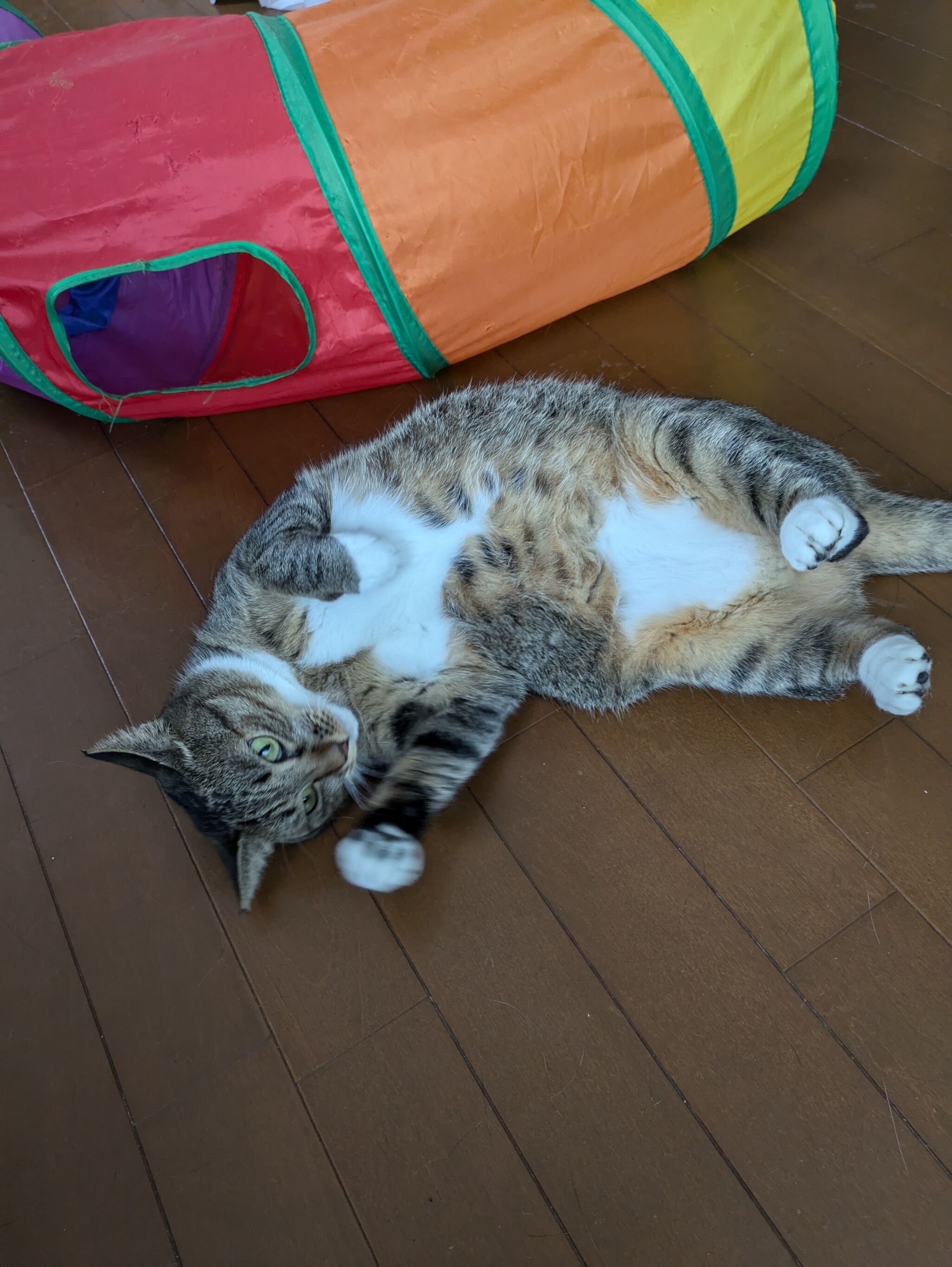 こんにちは