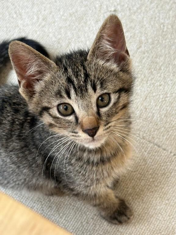 本日と明日…。