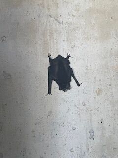 コウモリ