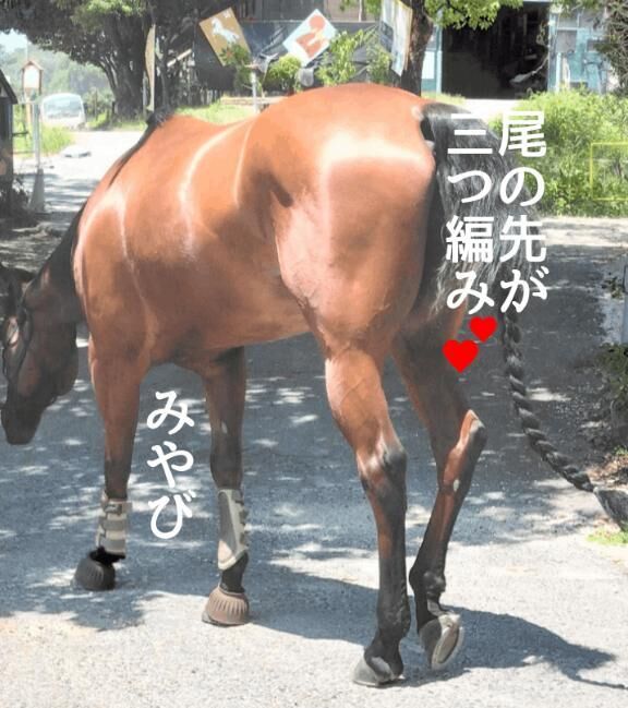元気なセミ