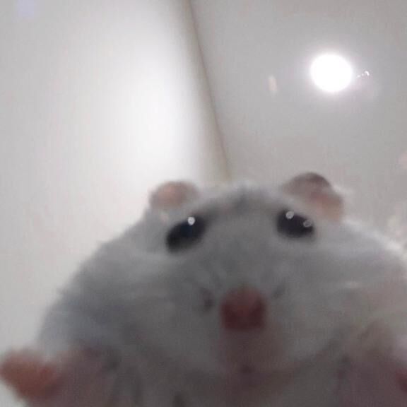 しゅ
