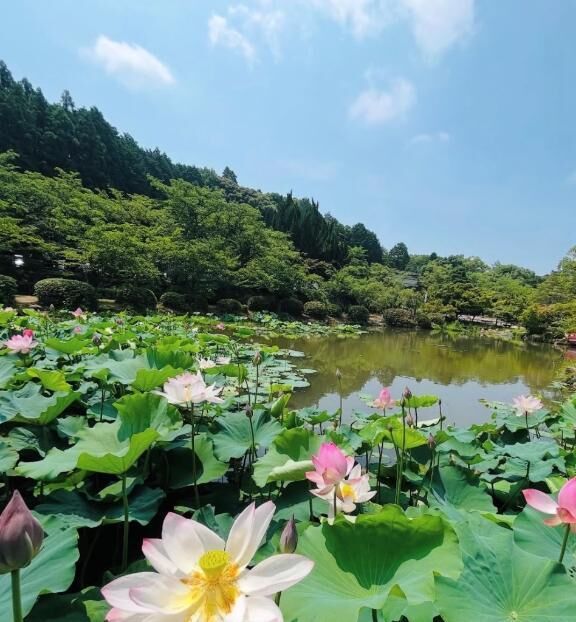 次回は、18日、19日です。もしもご予定合えば、宜しくお願い致します(*´&#42163;`*)