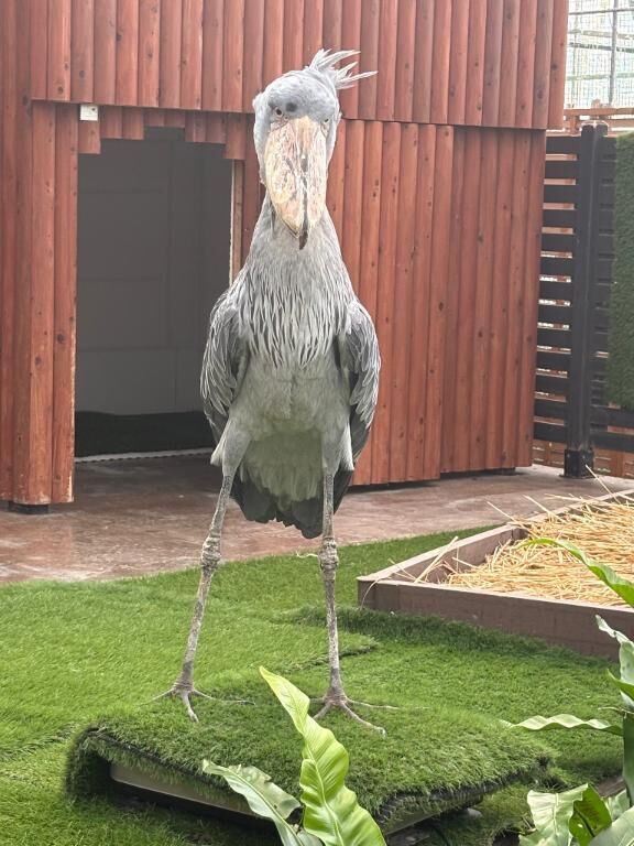 花鳥園ー！