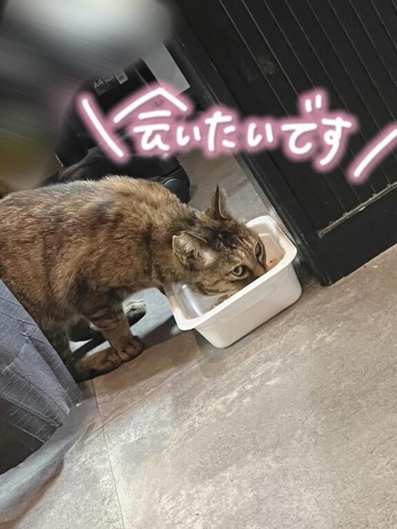 推し猫&#128049;