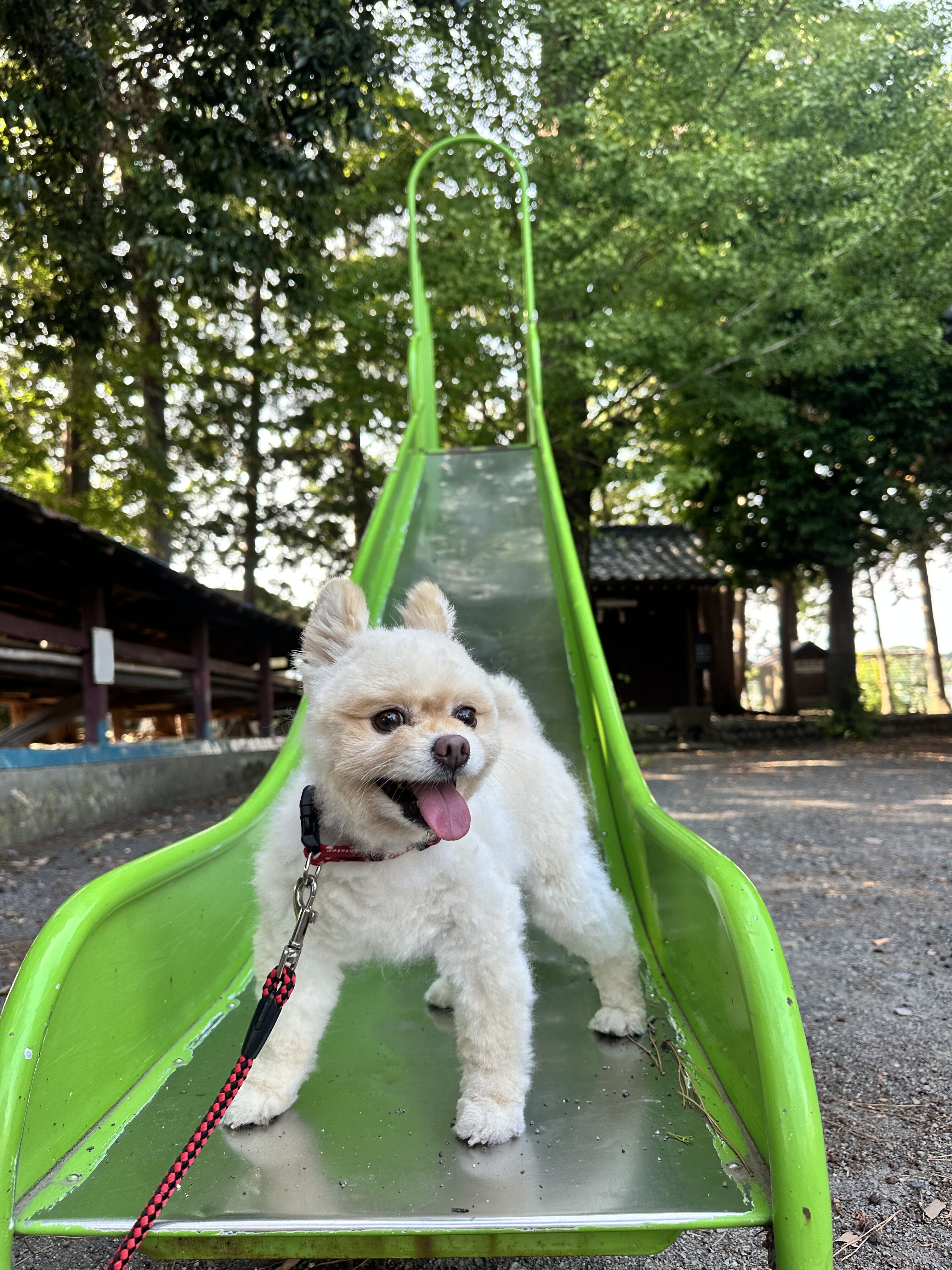 じいじんち行くと早く就寝するから、もう晩御飯の支度しなきゃ笑