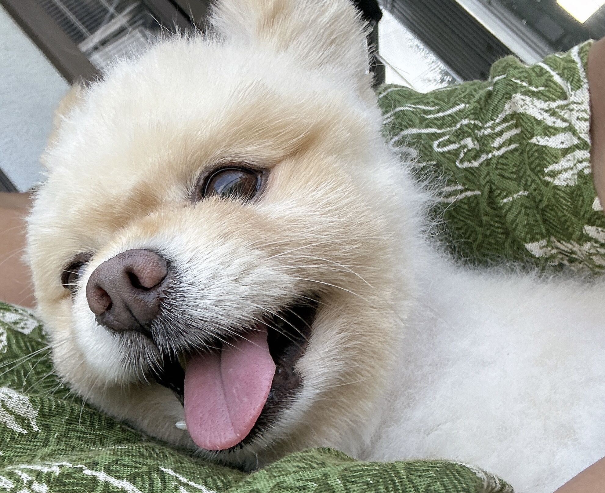 田舎に来て1番最初に買ったものは虫除けスプレー&#129439;笑