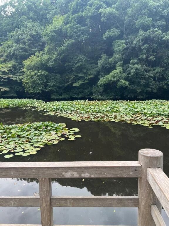 つぐみ-明治神宮💖