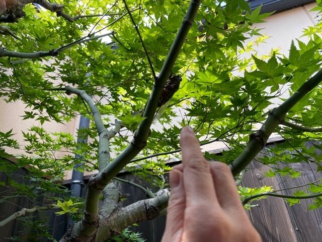 ほたるの人妻川柳日記(ツクツクボウシ)