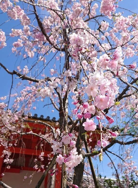 9月スタート&#127804;